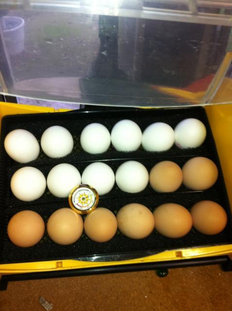41679_firstseteggs-sansmine.jpg