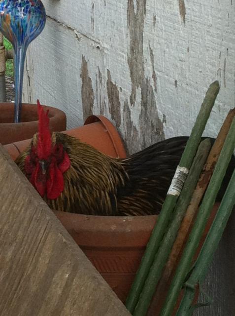 41679_fracknesting.jpg