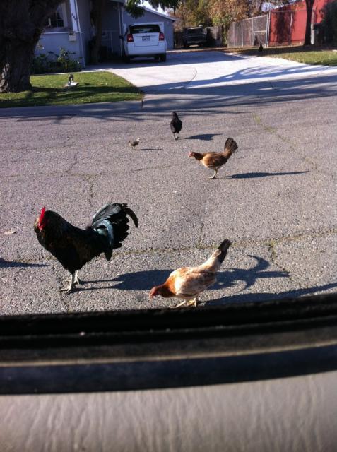 41679_freerange.jpg