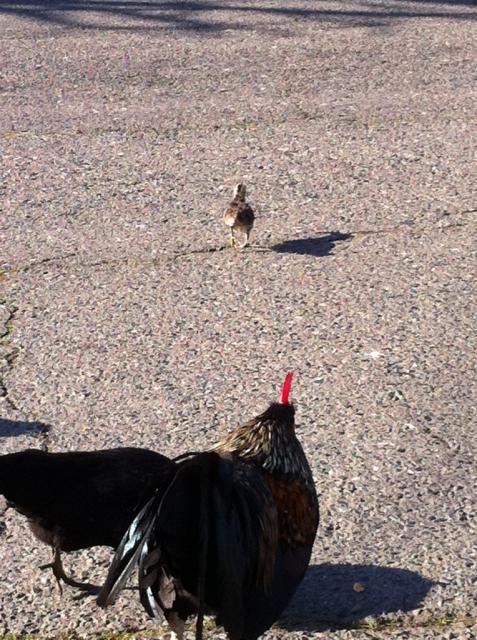 41679_freerange1.jpg