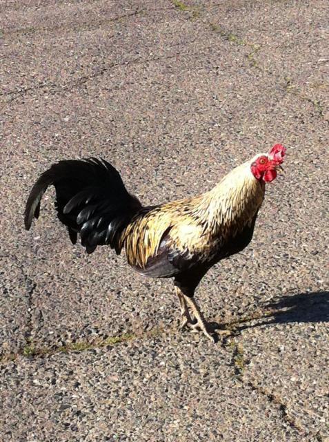 41679_freerange11.jpg