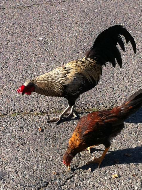 41679_freerange12.jpg