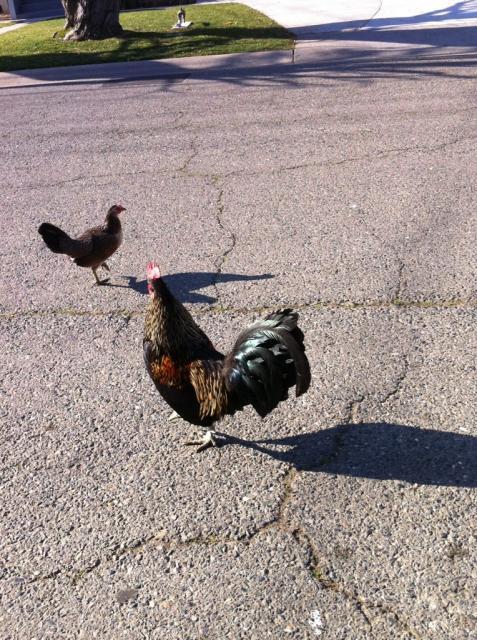41679_freerange13.jpg
