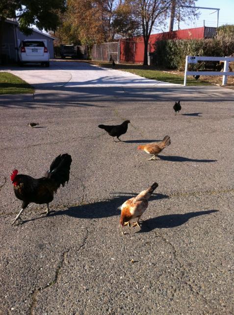 41679_freerange2.jpg