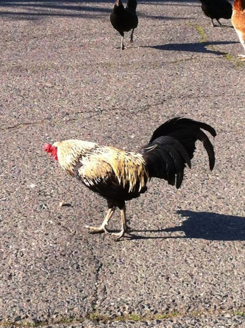 41679_freerange3.jpg