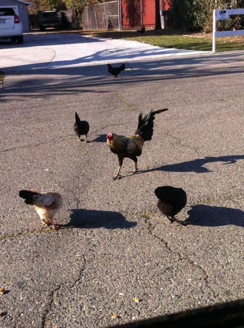 41679_freerange5.jpg