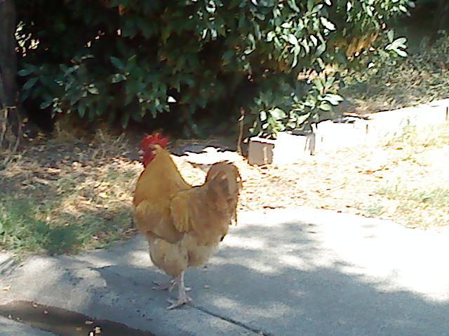 41679_freerangerooster.jpg