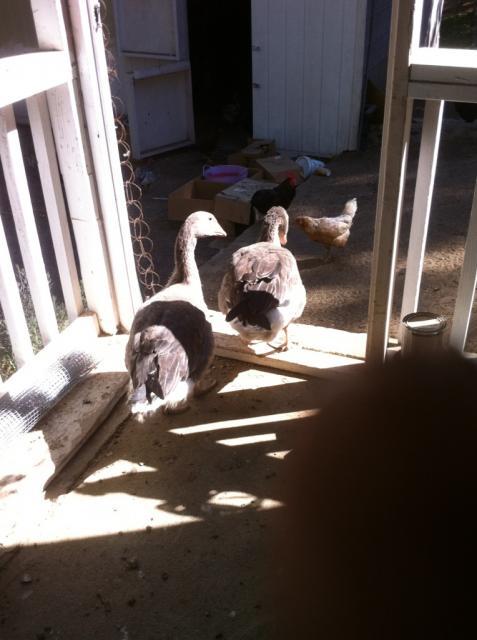 41679_geeseleavingveranda.jpg