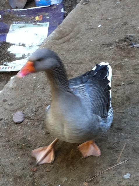 41679_gooselatetotreats.jpg
