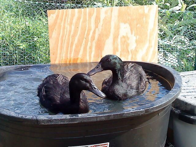 41679_greatducksinpond.jpg