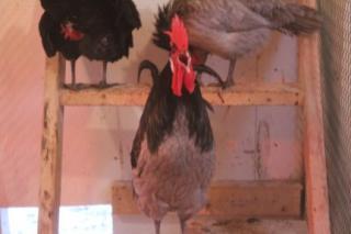 41679_hens_and_roos.jpg
