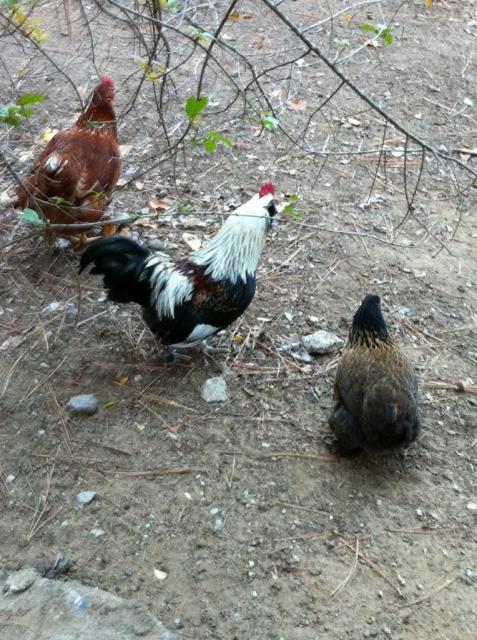 41679_hitchcock-monica.jpg