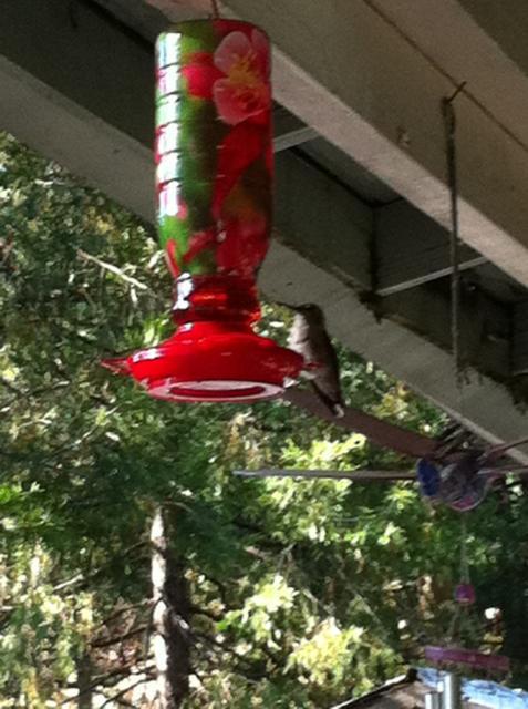41679_hummingbird.jpg
