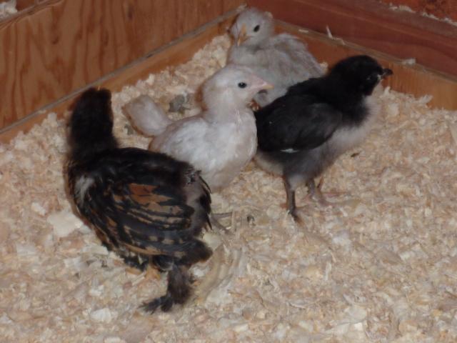 41679_july5chicks.jpg