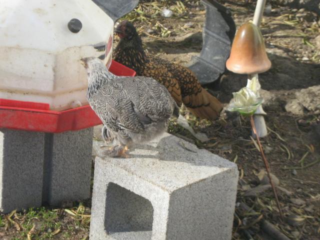 41679_littlebit-joyatwaterer.jpg