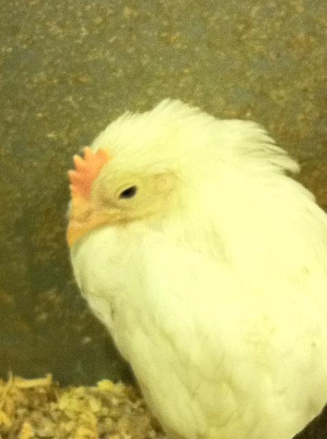 41679_nydcockerel.jpg