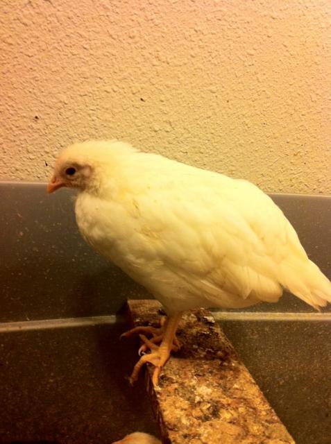 41679_nydpullet.jpg