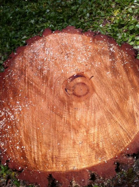 41679_oldtreeround.jpg