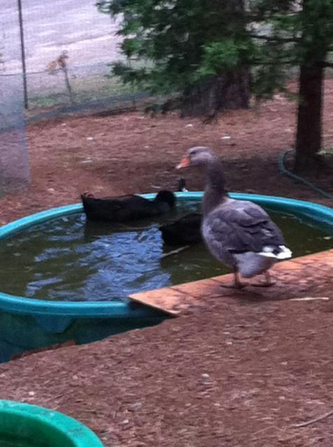 41679_oohapond.jpg