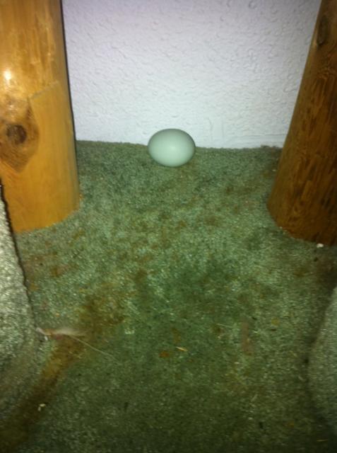41679_paprikaegg.jpg