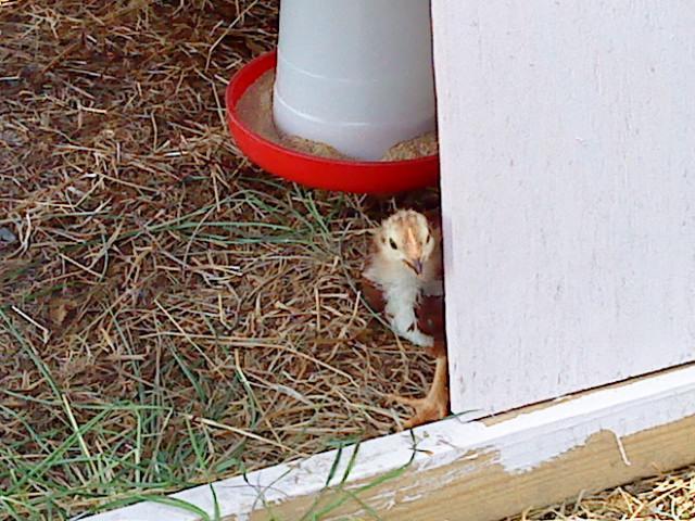 41679_peekaboorhoda.jpeg