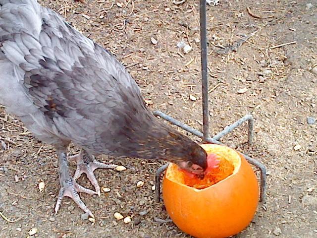 41679_pumpkinoliveegger.jpg