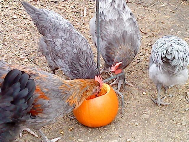 41679_pumpkinoliveeggers.jpg