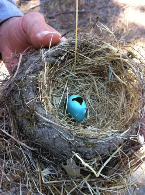 41679_robinnest.jpg