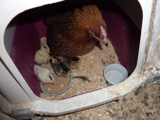 41679_shirley-4chicks.jpg