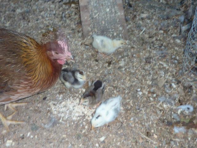 41679_shirleyplus4chickslooksup.jpg