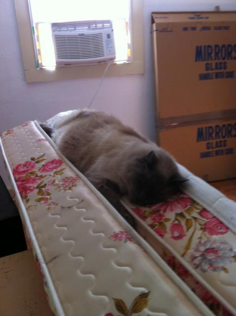 41679_smudgefoundacoolspot.jpg