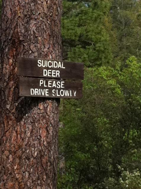 41679_suicidal_deer.jpg