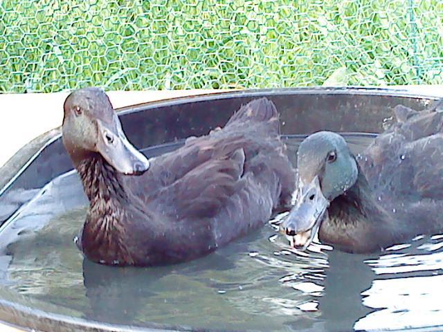 41679_swiminginpool.jpg
