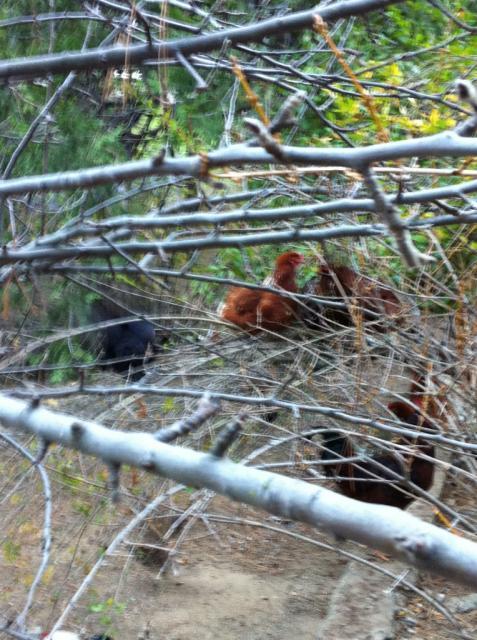 41679_treechickens.jpg