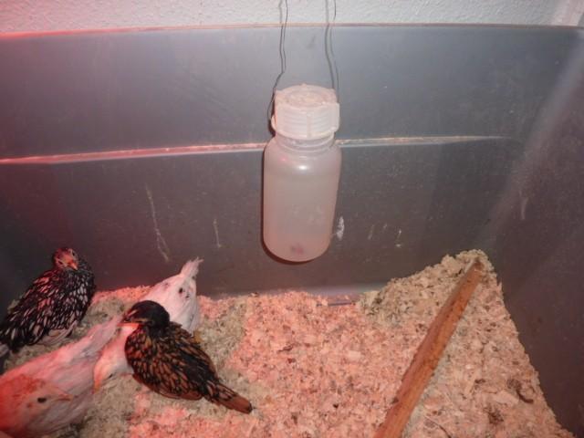 41679_watererinbrooder.jpg