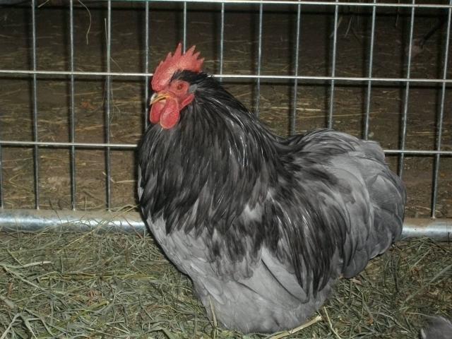 41687_sany2920.jpg