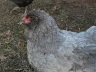 41709_ameraucana_017.jpg