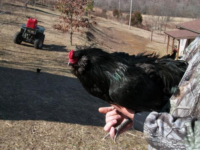 41709_ameraucanas-broody_011.jpg