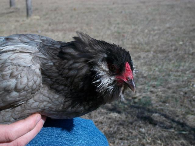 41709_ameraucanas-broody_014.jpg