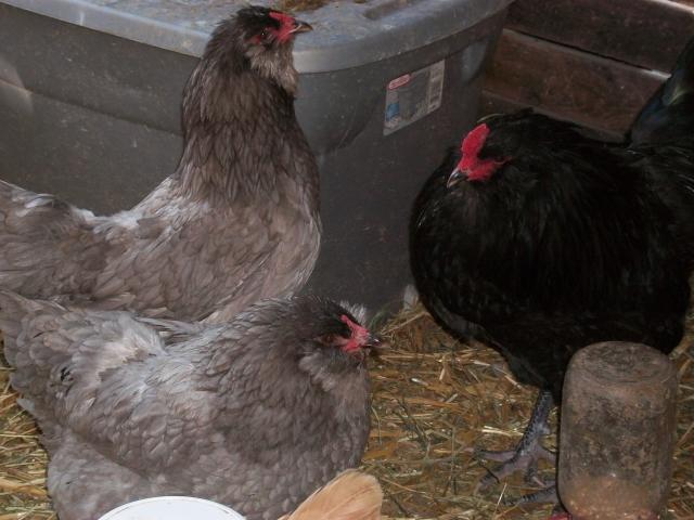 41709_ameraucanas-broody_019.jpg
