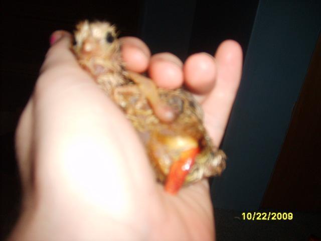 41709_chick_001.jpg
