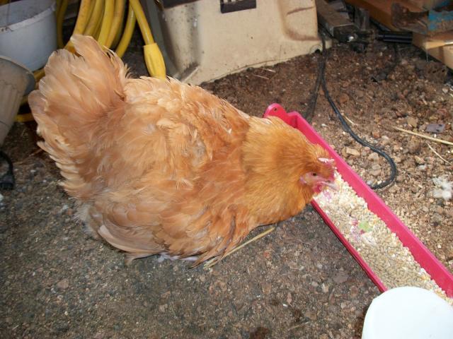 41709_chickens_024.jpg