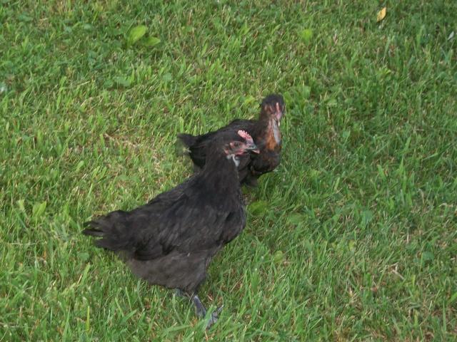 41709_chickens_k_001.jpg