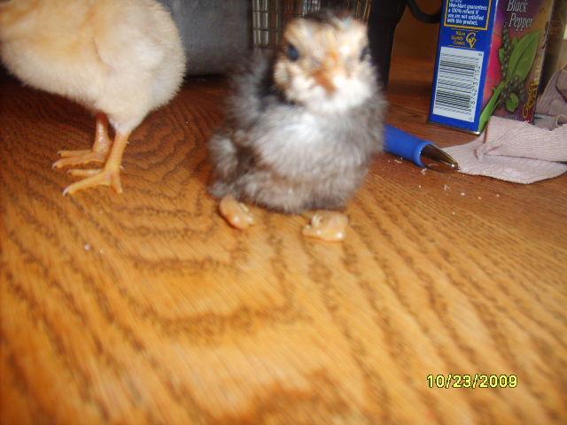 41709_chicks_019.jpg