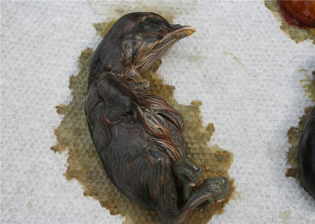 41711_chick2.jpg