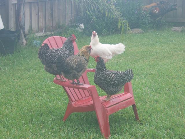41721_bird_chair.jpg