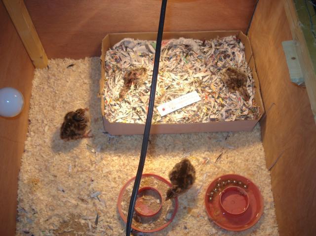 41721_brooder.jpg