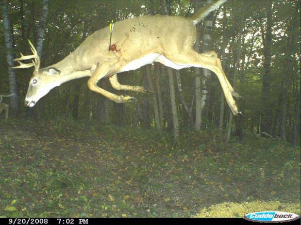 41721_flyin_deer.jpg