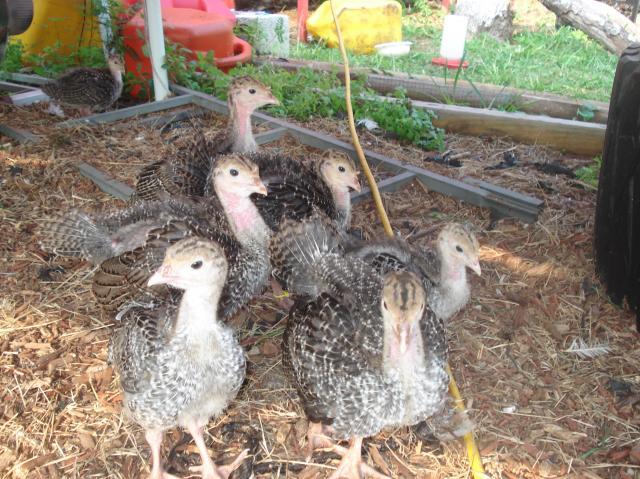 My 5 Week Old Turkey Poult Is Displaying And A Few