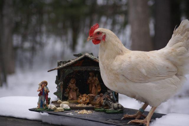 41784_chicken_in_a_manger.jpg